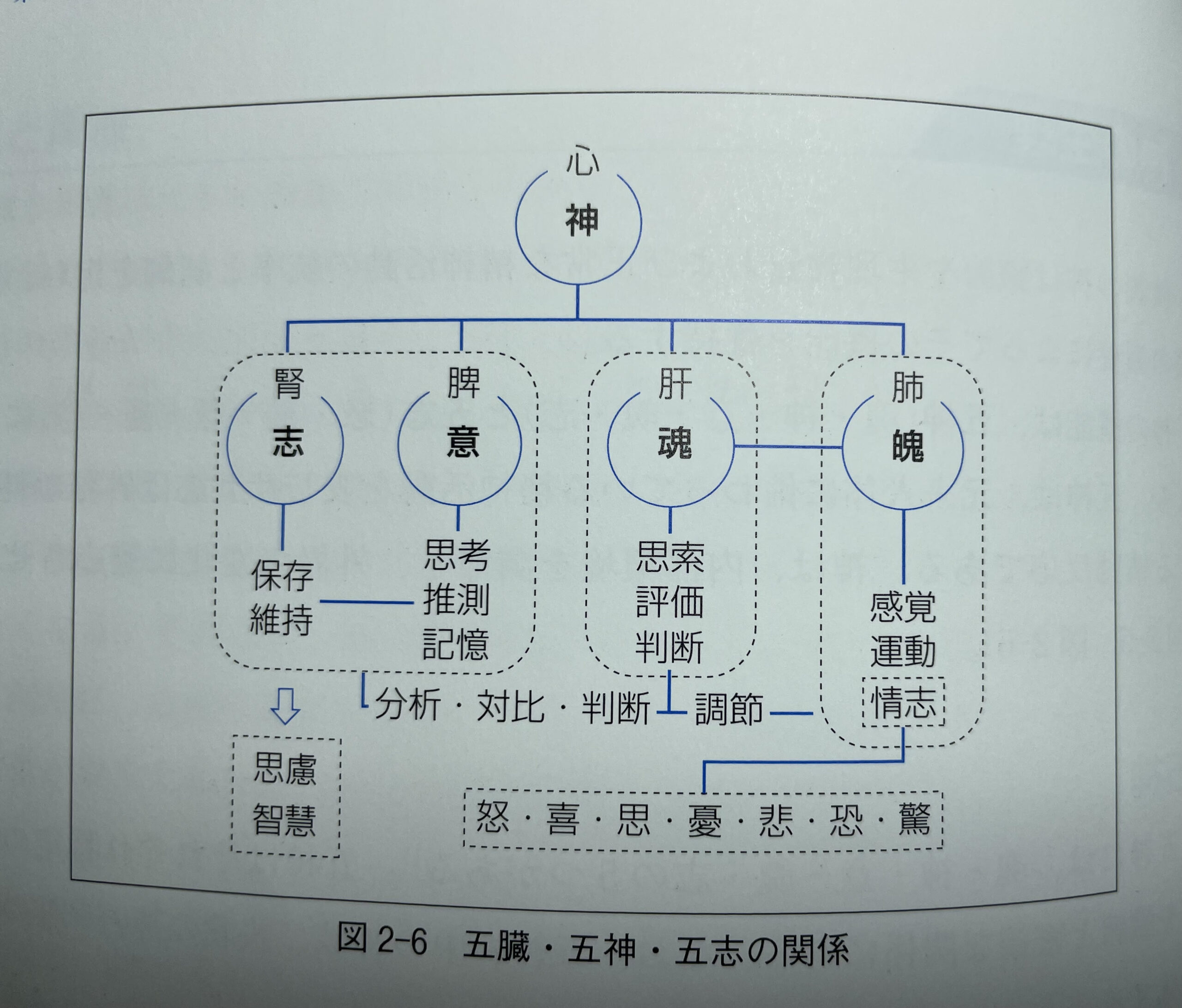 東洋医学と心理学の関係 | 心鍼房